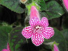 角 桐 草 (花臉 苣 苔) Kohleria amabilis - 香港 青松 觀 Туен Мун, Гонконг- (9190650897) .jpg