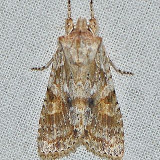 <i>Lithophane bethunei</i> Species of moth