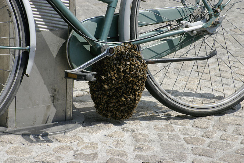 File:- Bee swarm on a bicycle (1-5) -.jpg