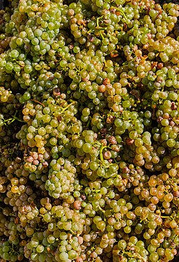 Harvested grapes at the vintage