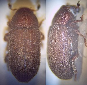 Little Forest Gardener (Tomicus minor)