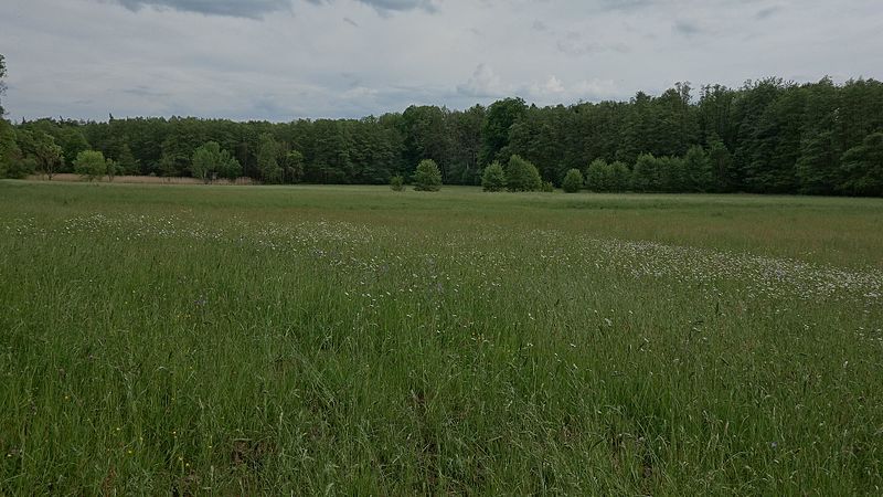 File:04-Großer und kleiner Bruch, Roßdorf(Darmstadt), Blick Richtung Süden von der Nordspitze.jpg