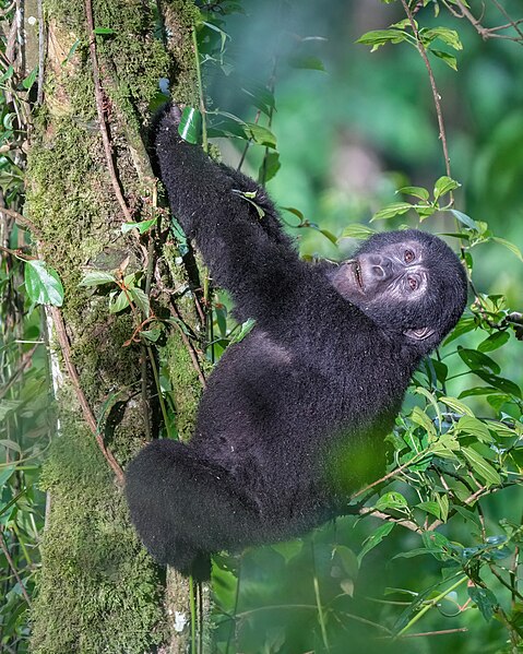 File:064 Mountain gorilla climbing a tree at Bwindi Impenetrable Forest National Park (crop) Photo by Giles Laurent.jpg