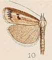 10-Crambus dianiphalis Hampson 1908.JPG