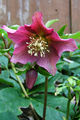 Helleborus x hybridus