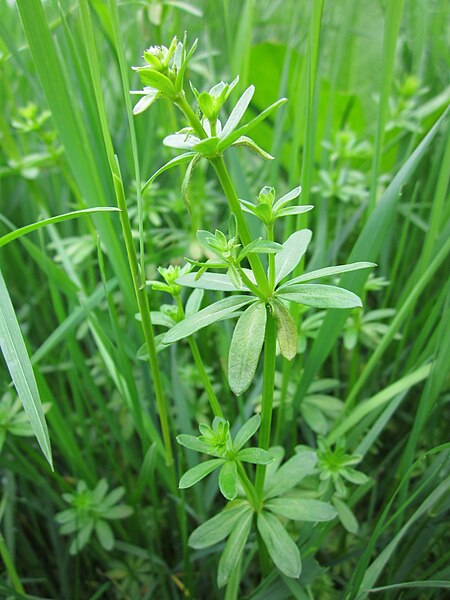 File:20130501Galium mollugo2.jpg