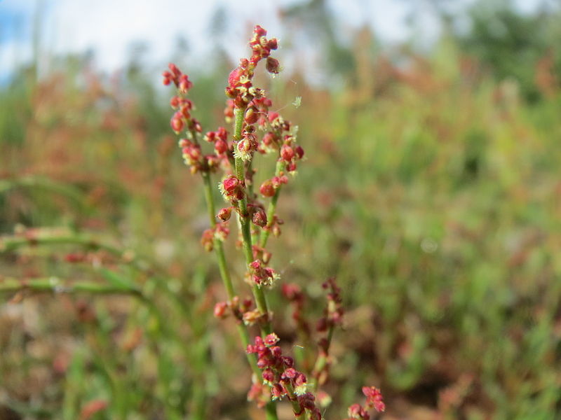 File:20140511Rumex acetosella1.jpg