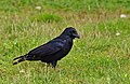 Rabenkrähe - Corvus corone