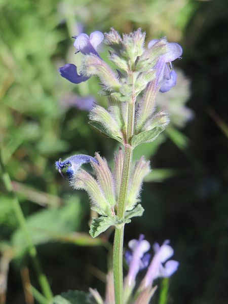 File:20170526Nepeta racemosa5.jpg