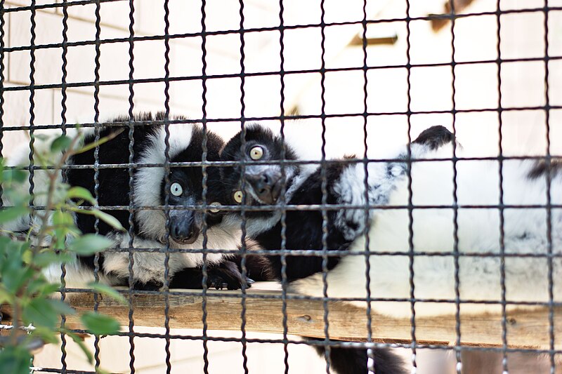 File:20180530Saarbrücken Zoo 06.jpg