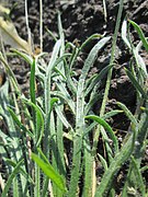 20190824Plantago coronopus4.jpg