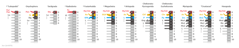 File:20191106 Panarthropoda head segments appendages en.png