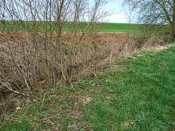 Field margins in Upper Swabia