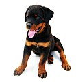 2-month-old Rottweiler puppy