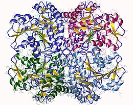 Immagine illustrativa dell'articolo Cistationina gamma-liasi