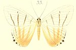 Thumbnail for Micronia notabalis