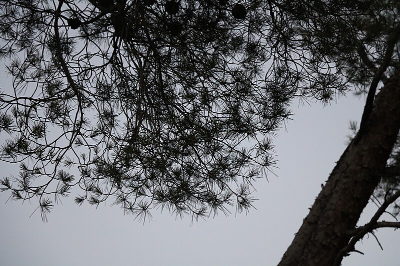 File:4A rest stop in the South of France - a tree.jpg