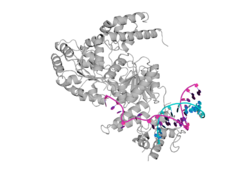 التركيب البلوري لمتلازمة هيليكاز بلم وبلوم في مجمع مع الدنا(PDB ID: 4CGZ).