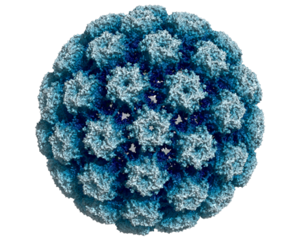 Cryo-electron Microscopy of HPV Type 16