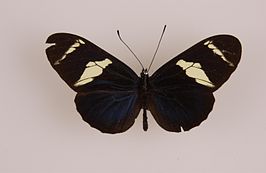 Heliconius clytia