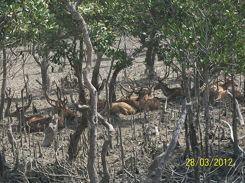 File:A Group Of Reindeers.jpg