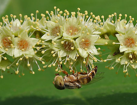 ไฟล์:A Hoverfly on a Desi Badam (Terminalia catappa) in Hyderabad, AP W IMG 0494.jpg