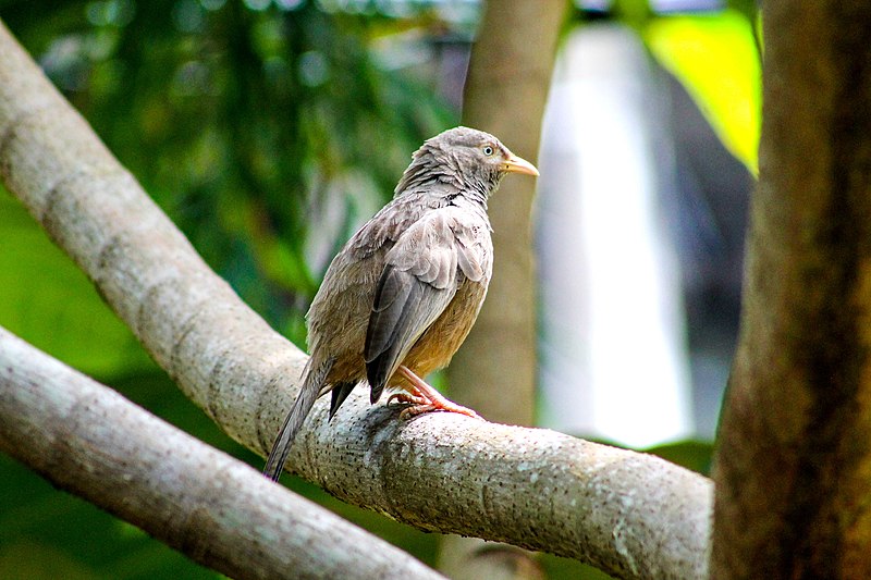 File:A Srilankan Yellow-billed babbler.jpg