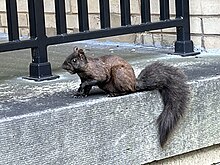 A brown melanistic eastern gray squirrel near Kent Hall at Kent State University A brown melanistic eastern gray squirrel.jpg