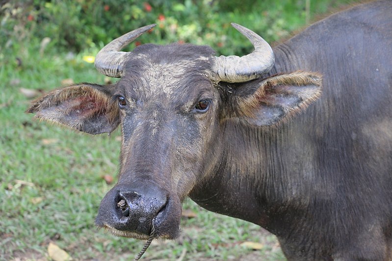 File:A carabao at Bohol 2017 b.jpg