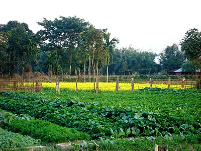 Agriculture in Kokrajhar district