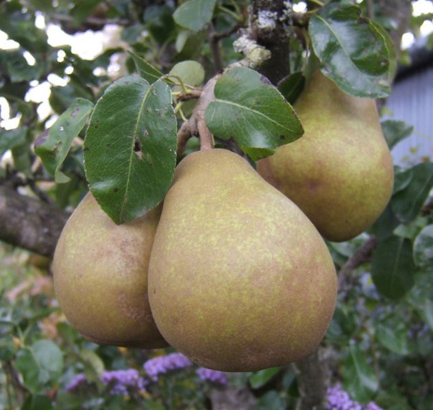 File:A nice pear - geograph.org.uk - 568074.jpg