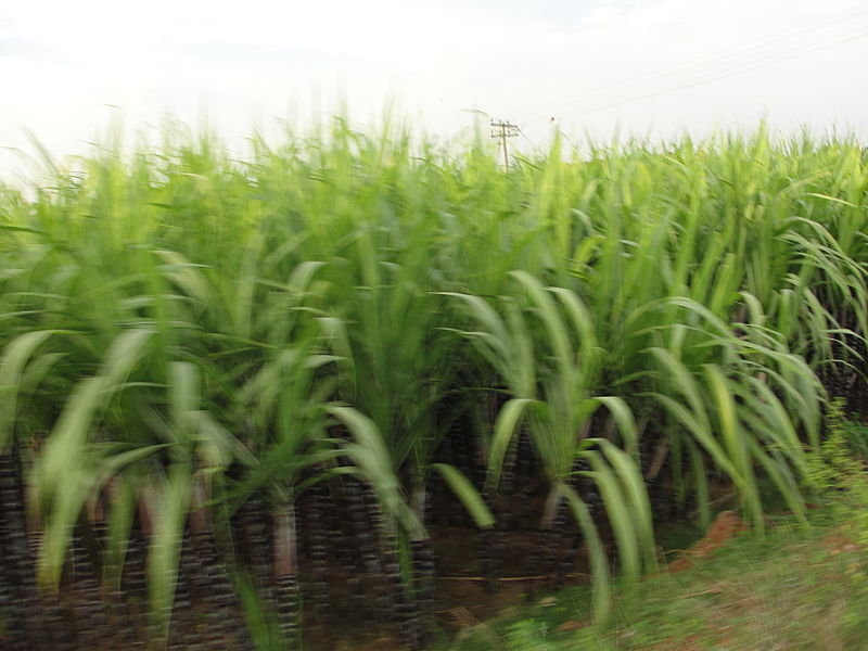 File:A sugarcane field.JPG