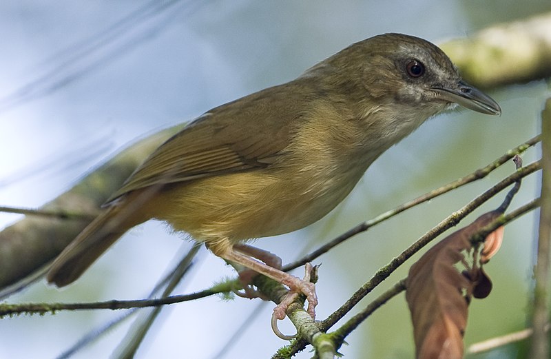 File:Abbot's Babbler - Malacocincla abbotti (cropped).jpg