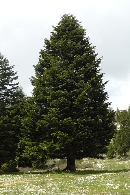 Abies cilicica.JPG