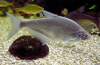 <i>Ballerus ballerus</i> Species of fish