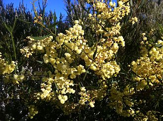 Acacia cochlearis blossom in late August Acacia cochlearis blossom.jpg