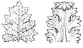 Acanthus (PSF).jpg