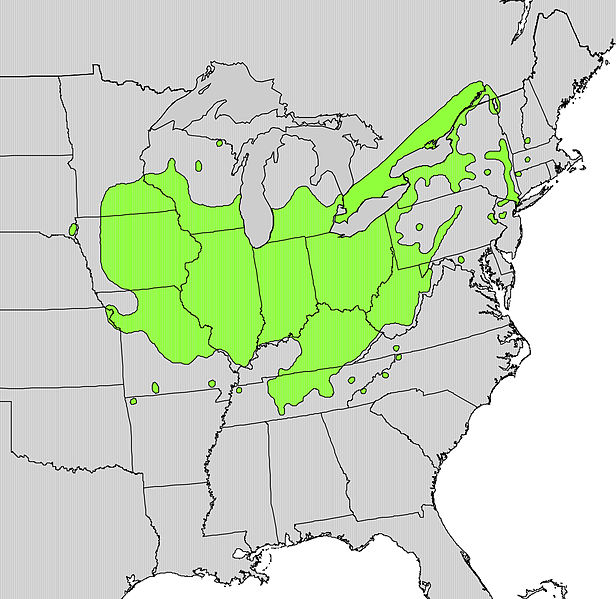 File:Acer nigrum range map.jpg