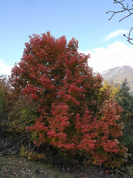 File:Acer opalus1 Camosciara 26-10-09.JPG