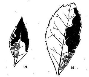 Mine of the South Island Form Acrocercops panacivermiforma mine South Island.JPG