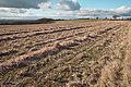 harvested field