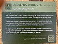 History and description of Agathis robusta tree at the Huntington Library and Gardens