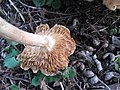 Agrocybe aegita 22.jpg