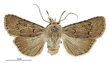 Agrotis admirationis žensko.jpg