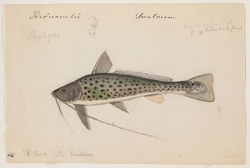 File:Aguarunichthys torosus (Santarem, Brazil, 26 August 1865).jpg