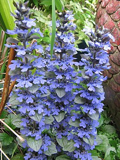 <i>Ajuga turkestanica</i> Species of flowering plant