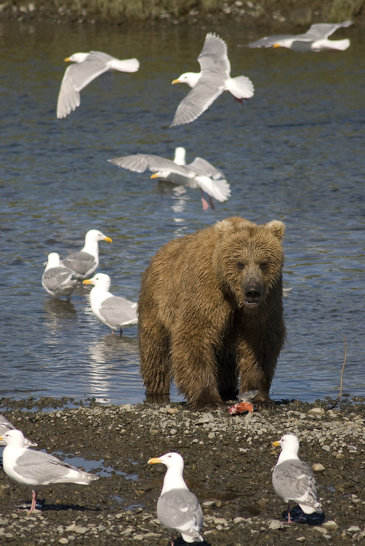 ÕŠÕ¡Õ¿Õ¯Õ¥Ö€:Alaskan Wildlife.jpg - ÕŽÕ«Ö„Õ«ÕºÕ¥Õ¤Õ«Õ¡Õ  Õ¡Õ¦Õ¡Õ¿ Õ°Õ¡Õ¶Ö€Õ¡Õ£Õ«Õ¿Õ¡Ö€Õ¡Õ¶