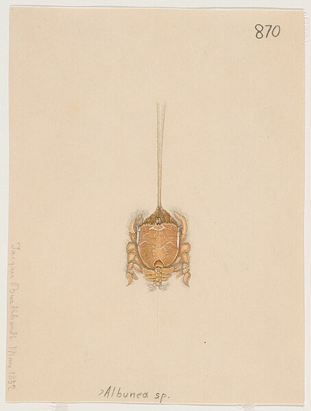 File:Albunea (March 1852).jpg