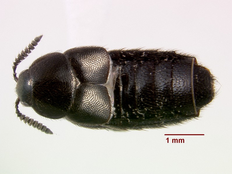 File:Aleochara lata 0171845 dorsal.tif