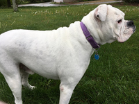 The side-view of another white boxer.